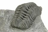 Phacopid (Adrisiops) Trilobite - Jbel Oudriss, Morocco #254771-4